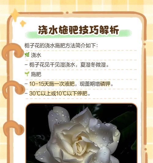 大桅子花盆景的养护技巧和注意事项有哪些？