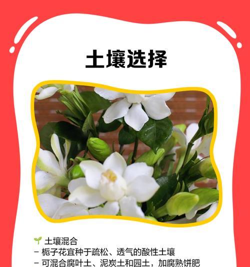 大桅子花盆景的养护技巧和注意事项有哪些？