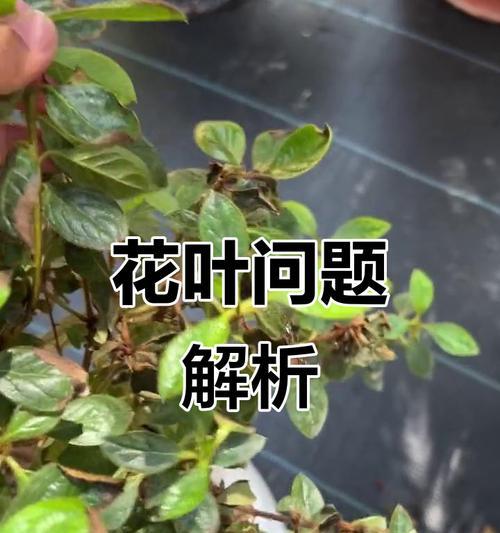 杜鹃叶尖发黄的处理方法是什么？