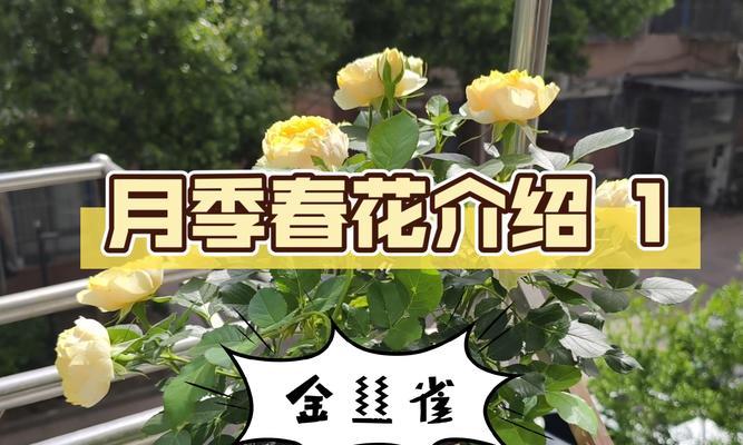 金辉月季怎么介绍的？金辉月季的特点是什么？