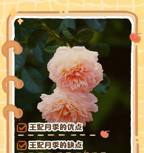 金辉月季怎么介绍的？金辉月季的特点是什么？