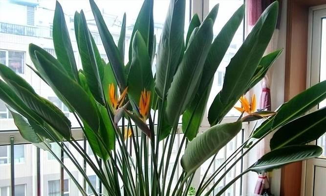 阳光不足的阳台适合种植哪些花卉？