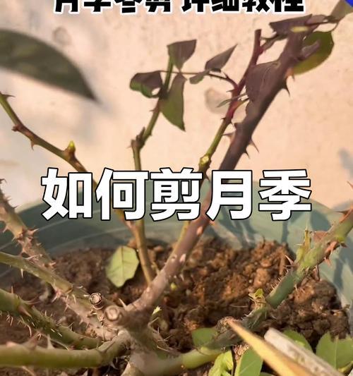 月季修剪的正确方法是什么？