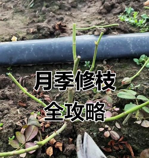 月季修剪的正确方法是什么？