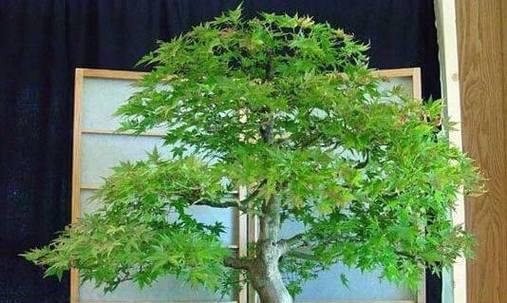 小型盆景枫叶养护方法是什么？常见问题有哪些？