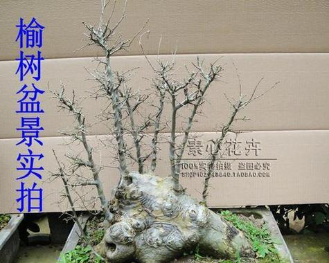 盆景树桩织金的编织方法是什么？