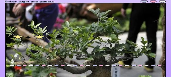 盆景朴树的养护技巧和常见问题解答是什么？