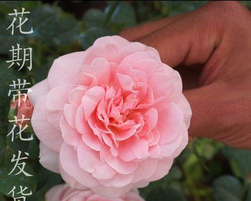 阳台四季开花爬藤花推荐？哪种最适合？