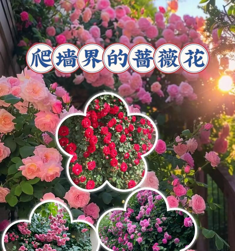 阳台四季开花爬藤花推荐？哪种最适合？