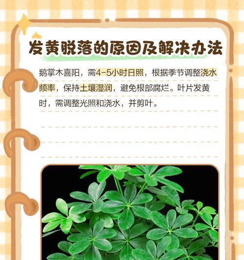 树叶发软叶子发黄掉叶？可能的原因是什么？