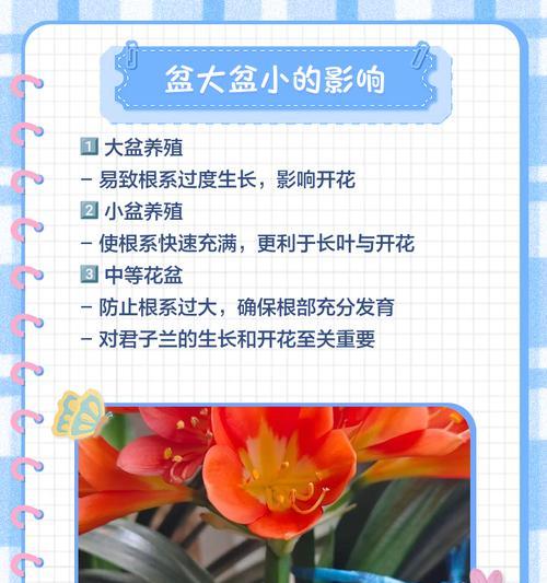 君子兰群兰如何制作？步骤和注意事项是什么？