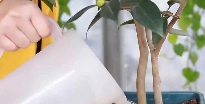如何判断盆景需要浇水？有哪些有效方法？