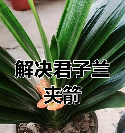 烂根夹箭君子兰的处理方法是什么？