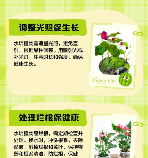白帆盆栽叶子发黄的解决办法是什么？