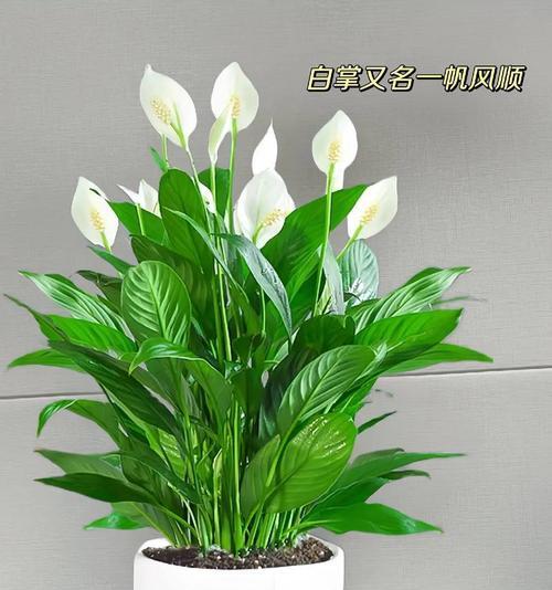 白帆盆栽叶子发黄的解决办法是什么？