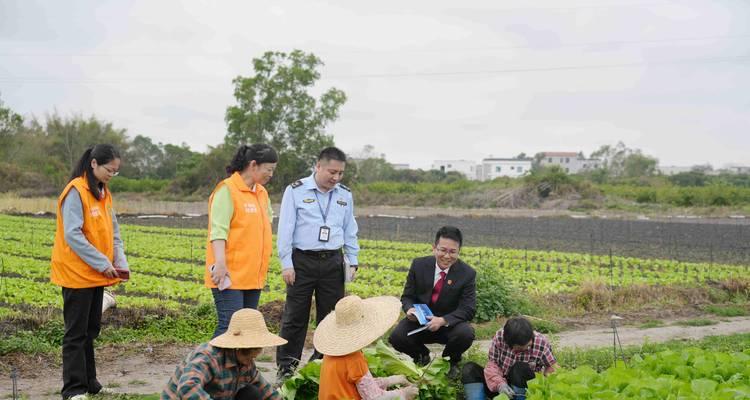 芥菜栽培技术指导包括哪些内容？如何提高产量？