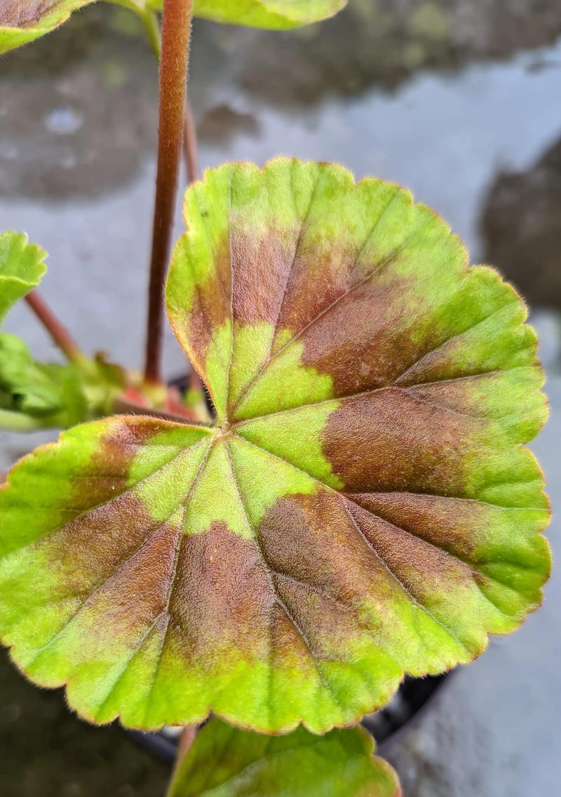 垂吊天竺葵不开花怎么办？如何促进开花？