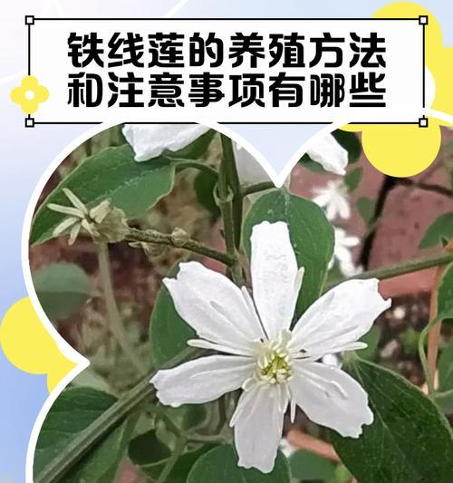 冬季如何正确养护铁线莲裸根苗？需要注意哪些事项？
