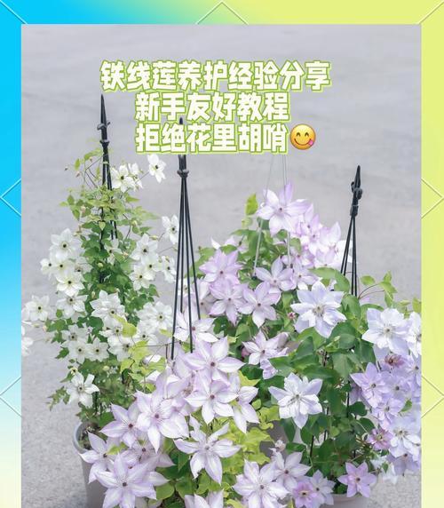 冬季如何正确养护铁线莲裸根苗？需要注意哪些事项？