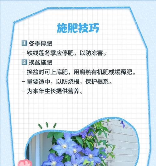 铁线莲栽种后如何进行日常管理？