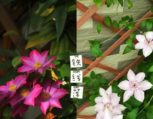 铁线莲栽种后如何进行日常管理？
