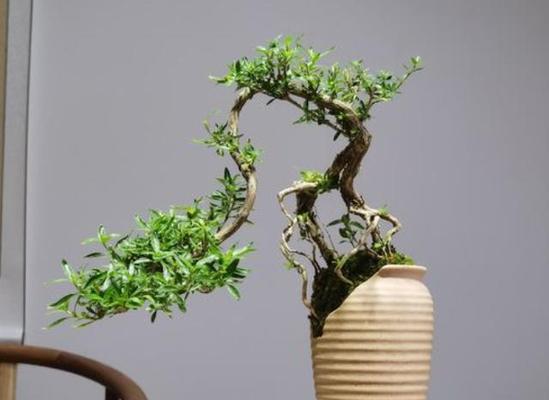 冬季落叶盆景养护技巧有哪些？