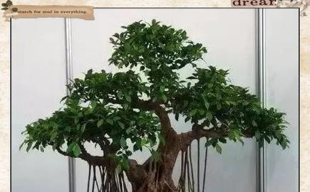 冬季落叶盆景养护技巧有哪些？