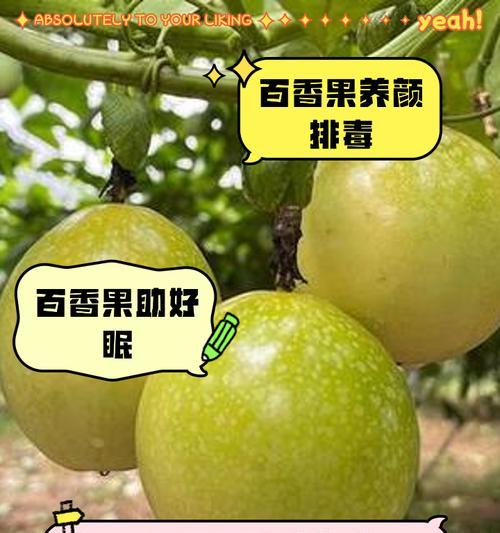 百香果叶子卷缩发黄的原因是什么？