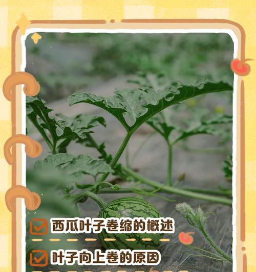 百香果叶子卷缩发黄的原因是什么？