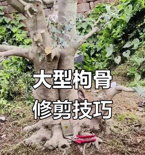 盆景长满根怎么剪枝条？如何进行修剪以保持美观？