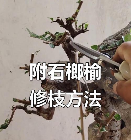 盆景长满根怎么剪枝条？如何进行修剪以保持美观？