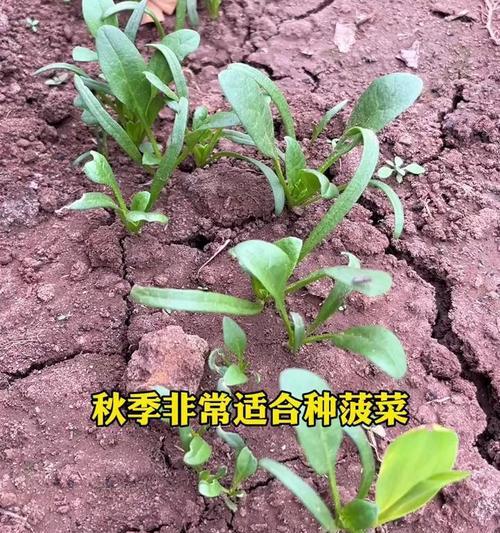 菠菜春季浇水的正确技巧和注意事项是什么？