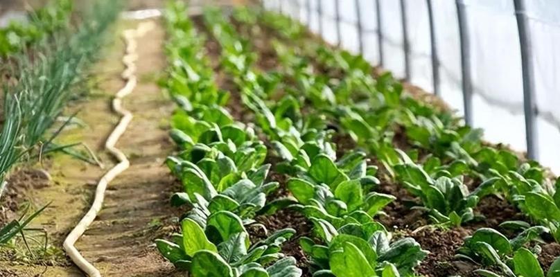 菠菜春季浇水的正确技巧和注意事项是什么？