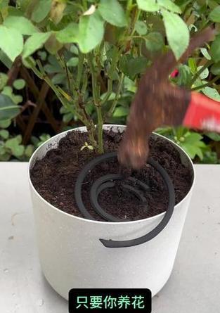 浇水时如何有效去除害虫？养花防虫小技巧？