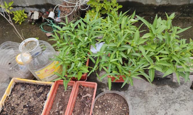茴香菜播种用什么播种器好？推荐有哪些？