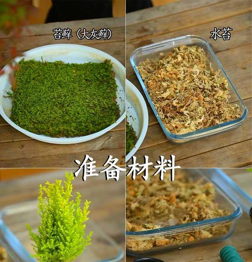 小香松叶子发黄发干的解决方法是什么？