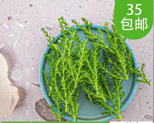 小香松叶子发黄发干的解决方法是什么？