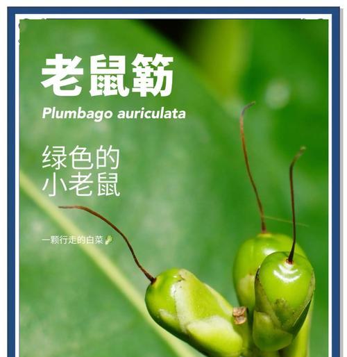 结根种子什么时候播种？播种前需要做哪些准备工作？
