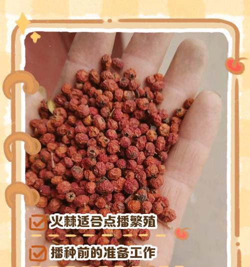 结根种子什么时候播种？播种前需要做哪些准备工作？