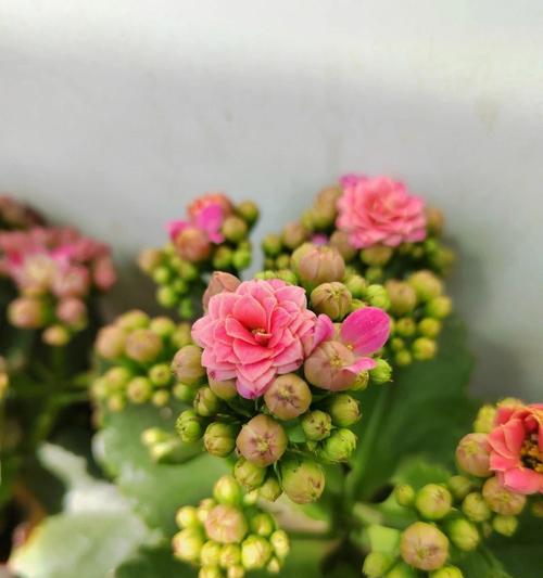 封闭阳台光线充足为何花卉生长不良？