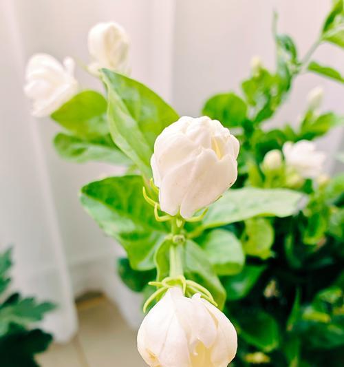 封闭阳台光线充足为何花卉生长不良？