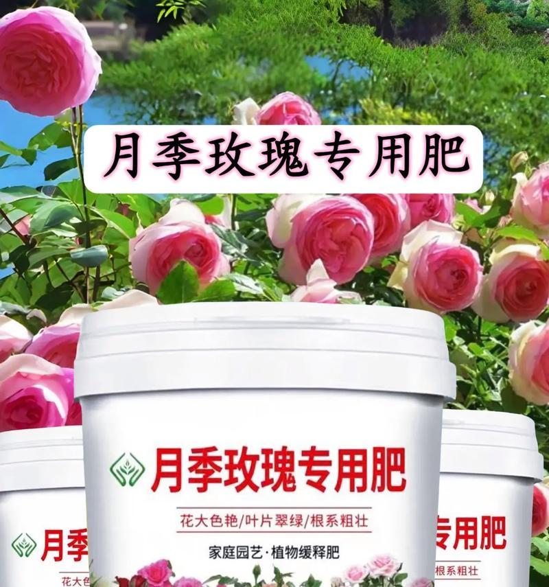 月季益生菌肥料如何使用？有哪些注意事项？