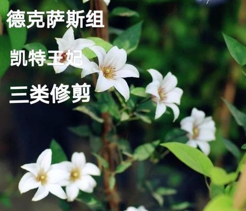僵苗铁线莲修剪方法是什么？怎样修剪才能恢复生长？