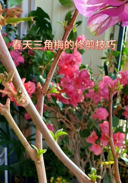 三角梅木质枝条修剪方法是什么？