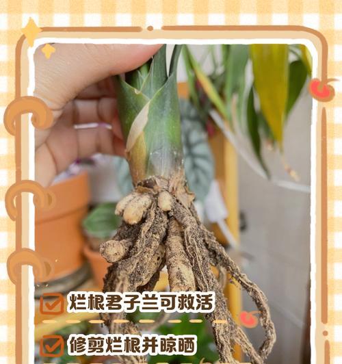 君子兰插枝快速生根的方法是什么？