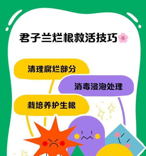 君子兰插枝快速生根的方法是什么？