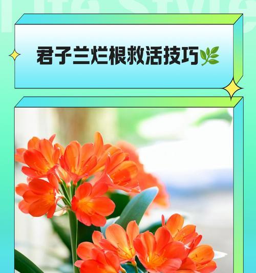 君子兰插枝快速生根的方法是什么？