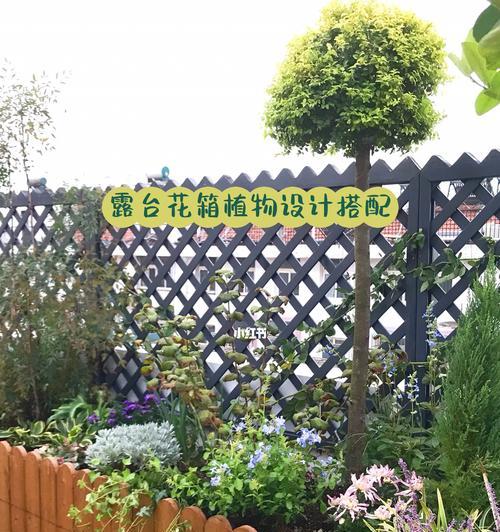 荔枝树老叶发黄补救方法有哪些？