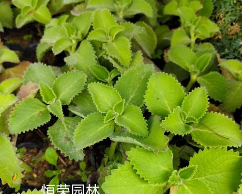 香草科类植物包括哪些种类？它们各自有什么特点？