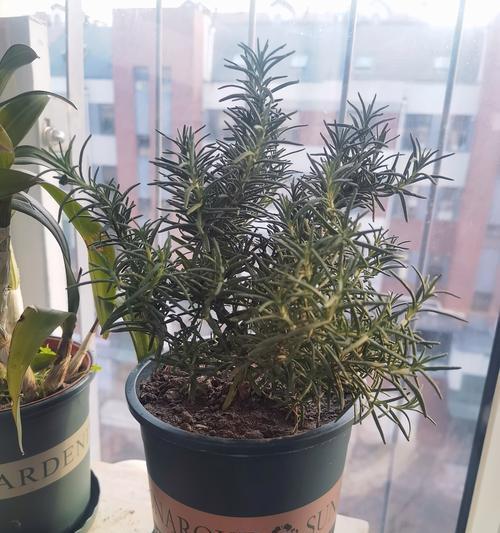 香草科类植物包括哪些种类？它们各自有什么特点？
